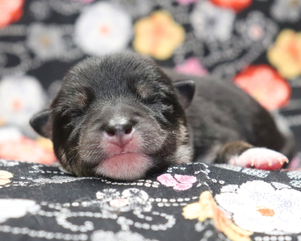 殿（でん） × 紅子　No.1