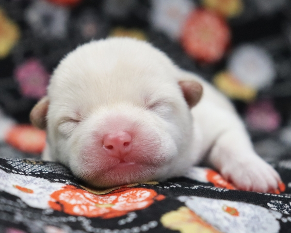 殿（でん） × 紅子　No.2