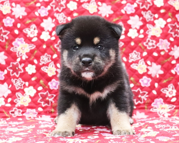 黒柴雄No1　10/14撮影　生後30日