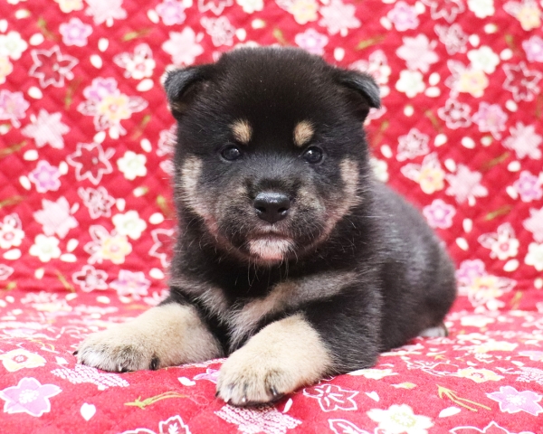 黒柴雄No1　10/14撮影　生後30日