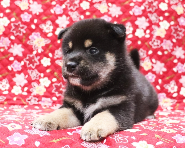 黒柴雄No1　10/14撮影　生後30日