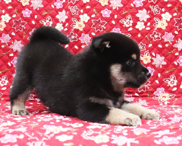 黒柴雄No1　10/14撮影　生後30日