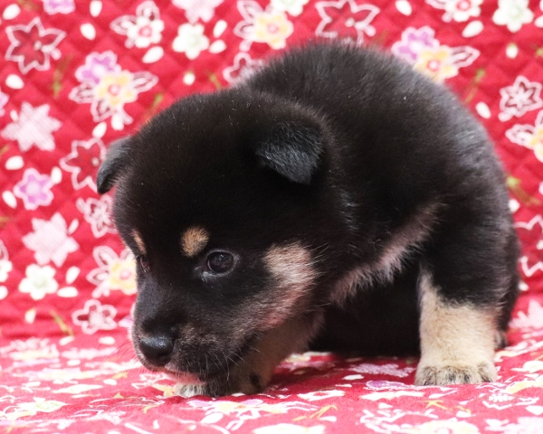 黒柴雄No1　10/14撮影　生後30日