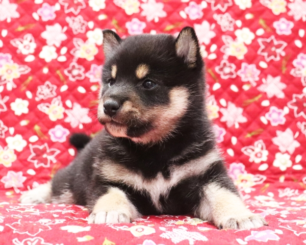 黒柴雄No2　10/14撮影　生後30日