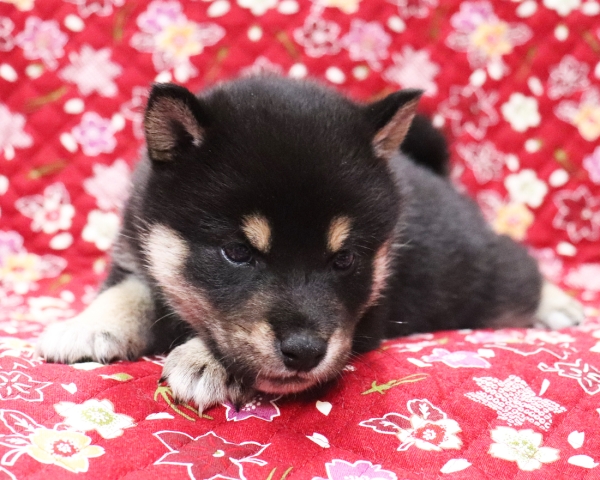 黒柴雄No2　10/14撮影　生後30日