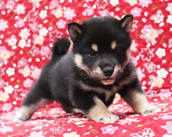 黒柴雄No2　10/14撮影　生後30日