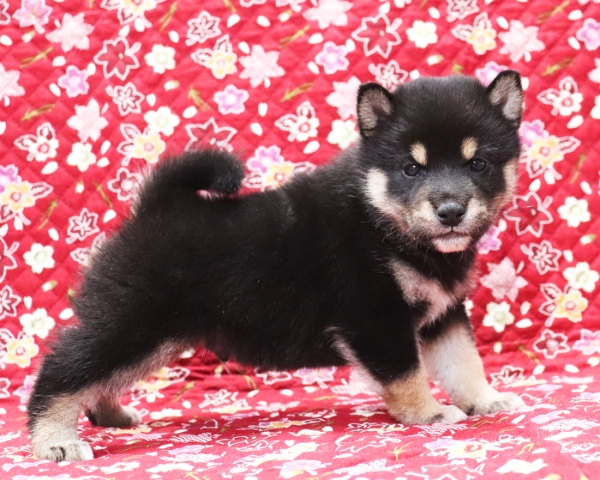 黒柴雄No2　10/14撮影　生後30日