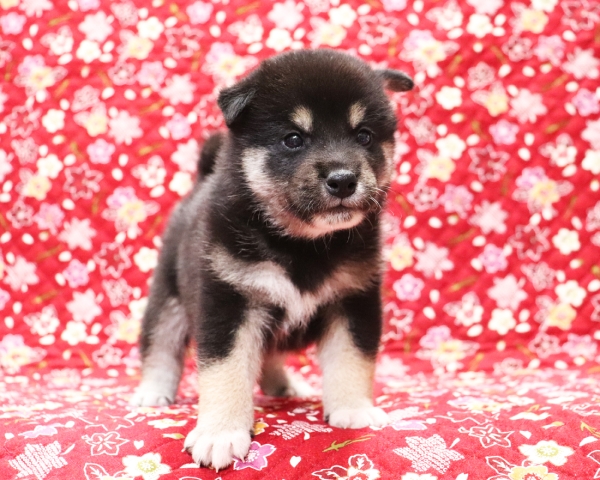 黒柴雄No3　10/14撮影　生後30日