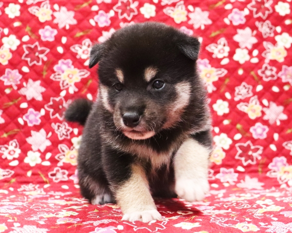 黒柴雄No3　10/14撮影　生後30日