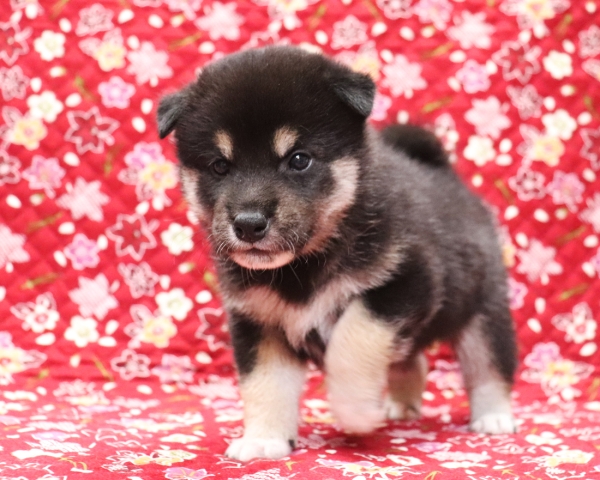 黒柴雄No3　10/14撮影　生後30日