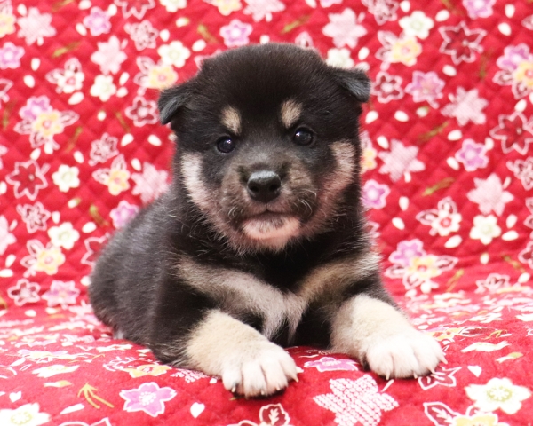 黒柴雄No3　10/14撮影　生後30日