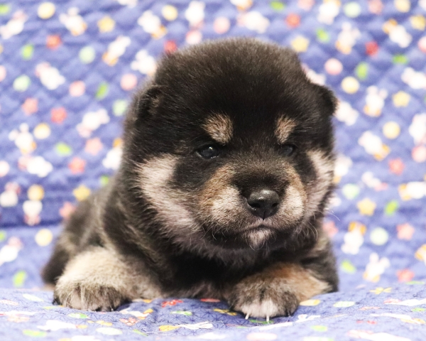 黒柴雄No1　10/15撮影　生後20日