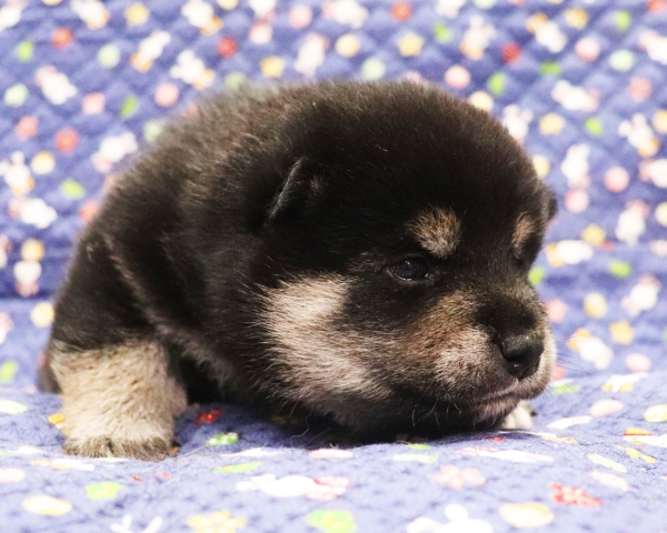 黒柴雄No1　10/15撮影　生後20日