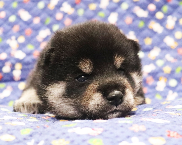 黒柴雄No1　10/15撮影　生後20日