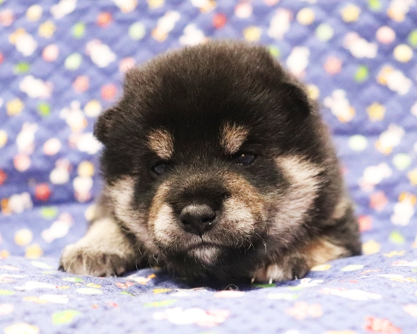 黒柴雄No1　10/15撮影　生後20日