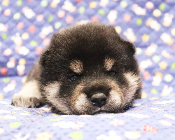 黒柴雄No1　10/15撮影　生後20日