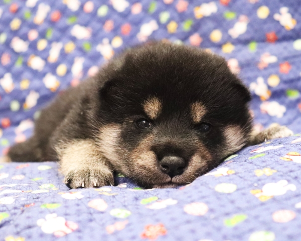 黒柴雄No2　10/15撮影　生後20日