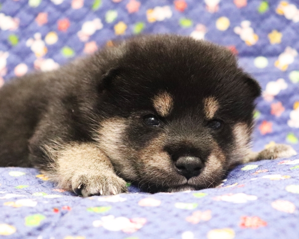 黒柴雄No2　10/15撮影　生後20日