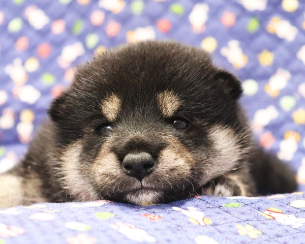 黒柴雄No2　10/15撮影　生後20日