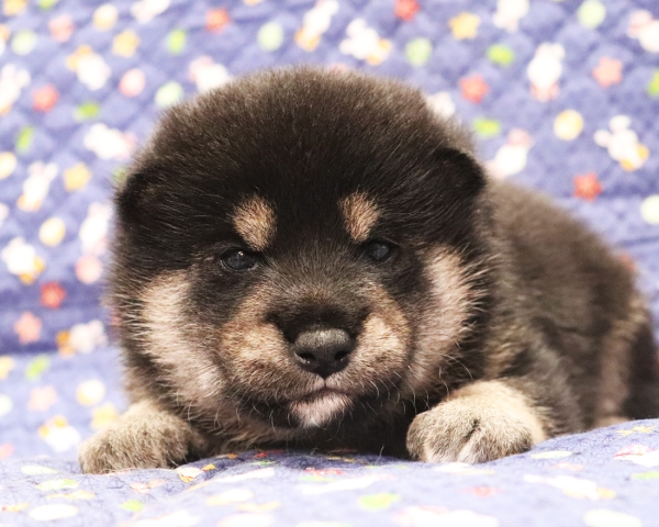 黒柴雄No2　10/15撮影　生後20日