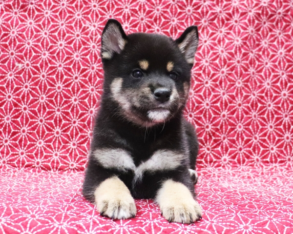 黒柴雄No1　10/24撮影　生後40日