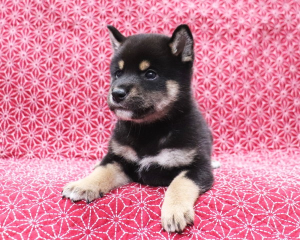 黒柴雄No1　10/24撮影　生後40日