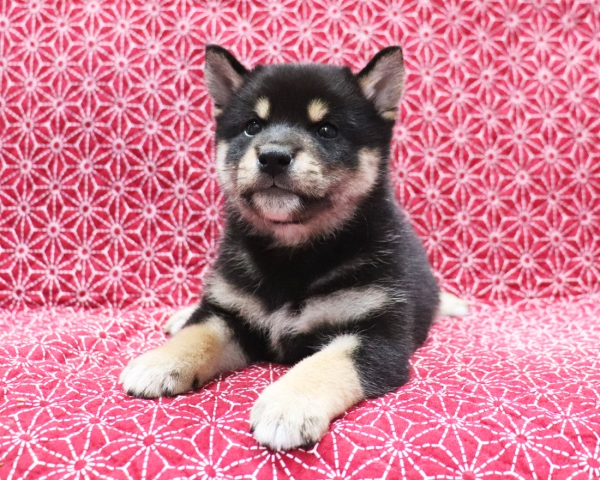 黒柴雄No2　10/24撮影　生後40日