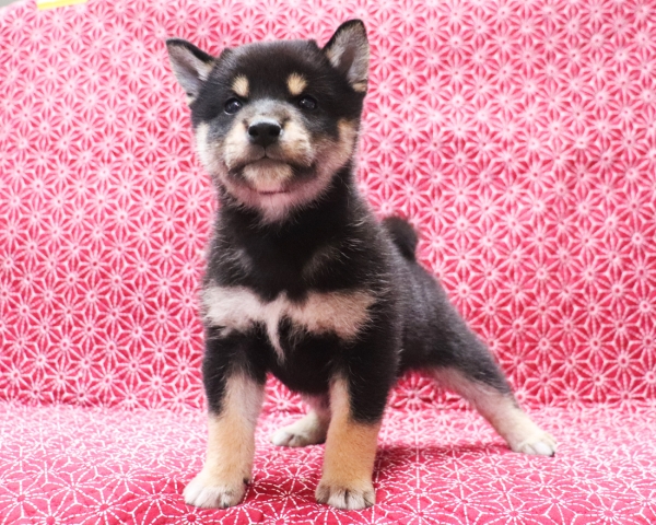 黒柴雄No2　10/24撮影　生後40日