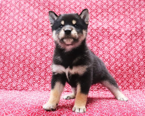 黒柴雄No2　10/24撮影　生後40日