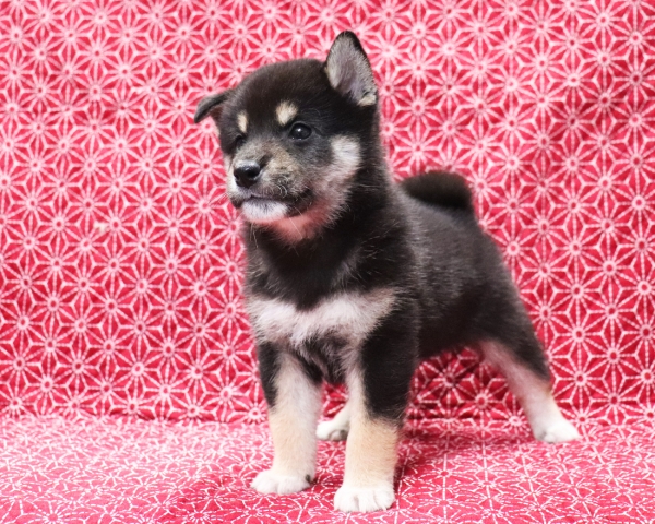 黒柴雄No3　10/24撮影　生後40日