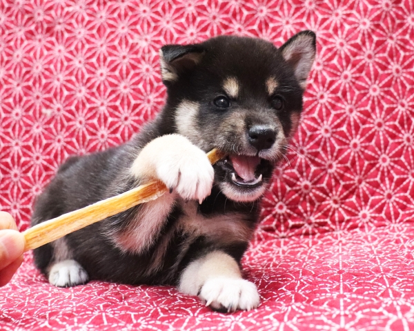 黒柴雄No3　10/24撮影　生後40日