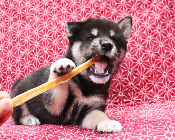 黒柴雄No3　10/24撮影　生後40日