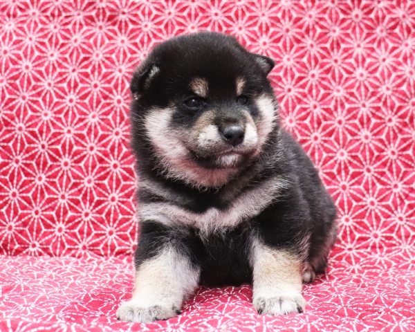 黒柴雄No1　10/25撮影　生後30日