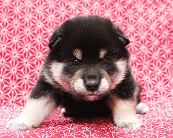 黒柴雄No1　10/25撮影　生後30日