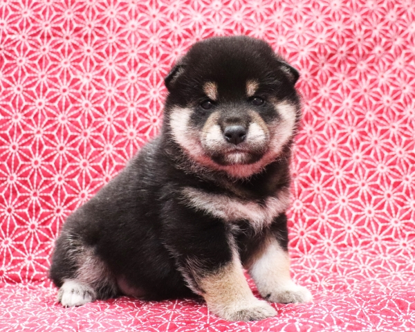 黒柴雄No1　10/25撮影　生後30日