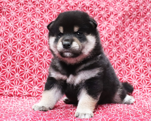 黒柴雄No1　10/25撮影　生後30日