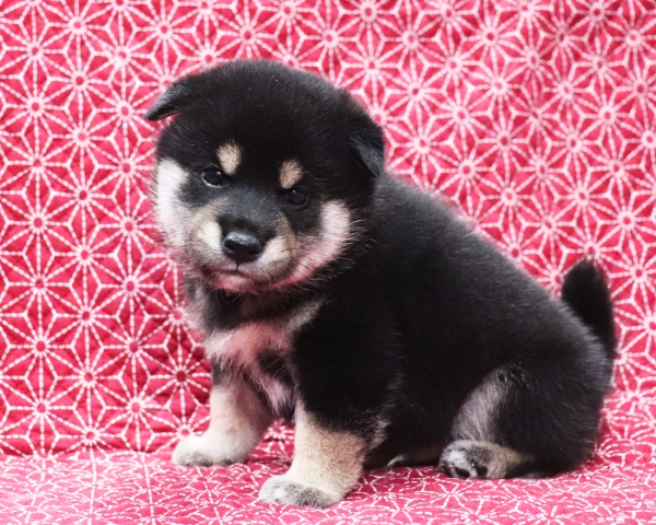 黒柴雄No2　10/25撮影　生後30日