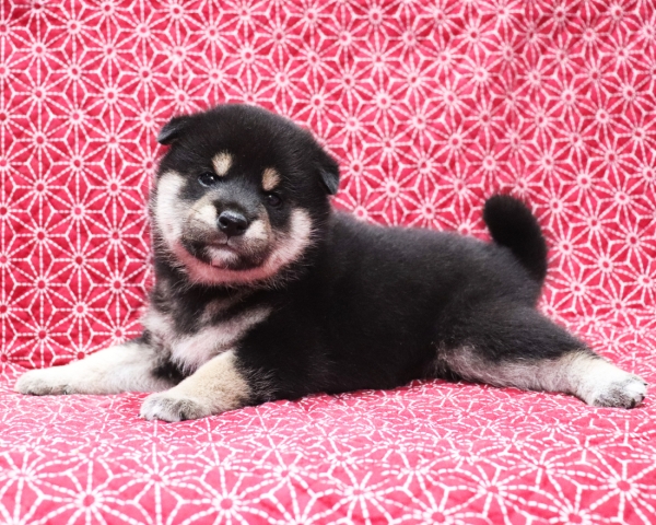 黒柴雄No2　10/25撮影　生後30日