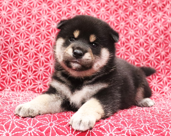 黒柴雄No2　10/25撮影　生後30日