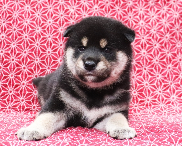 黒柴雄No2　10/25撮影　生後30日