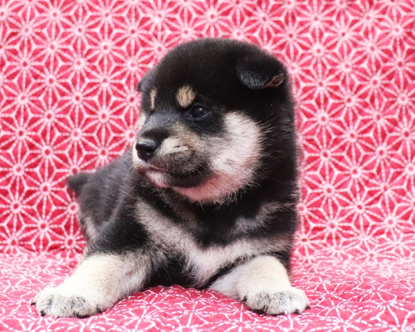 黒柴雄No2　10/25撮影　生後30日