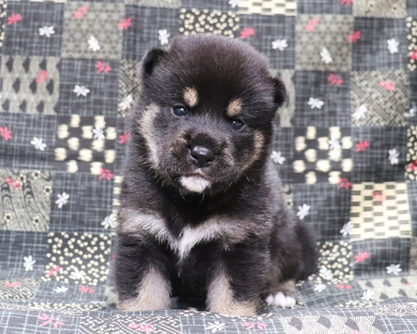 黒柴雄No1　10/4撮影　生後20日