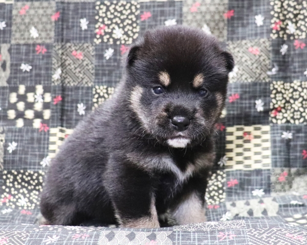 黒柴雄No1　10/4撮影　生後20日