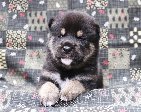 黒柴雄No1　10/4撮影　生後20日