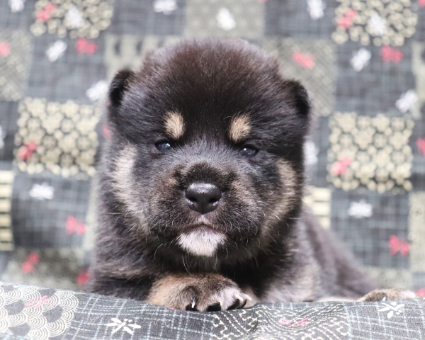 黒柴雄No1　10/4撮影　生後20日