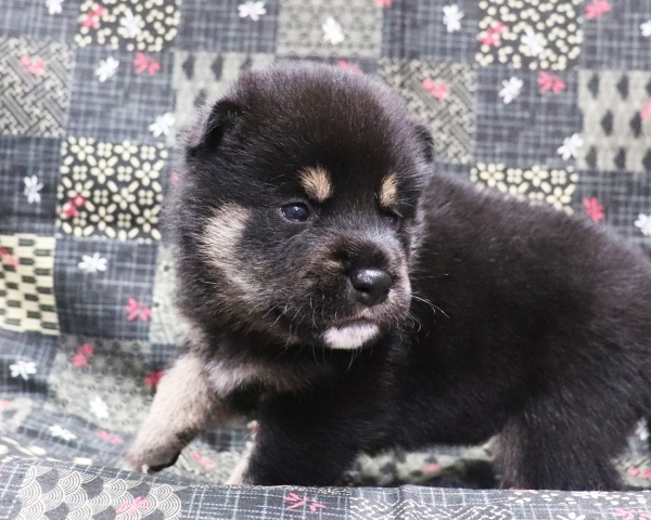 黒柴雄No1　10/4撮影　生後20日