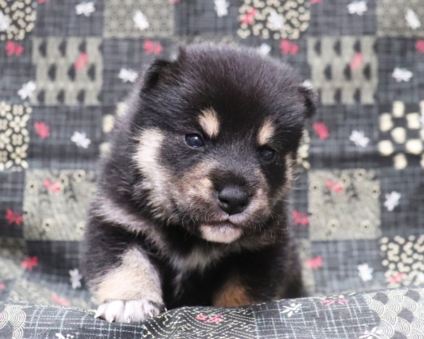 黒柴雄No2　10/4撮影　生後20日