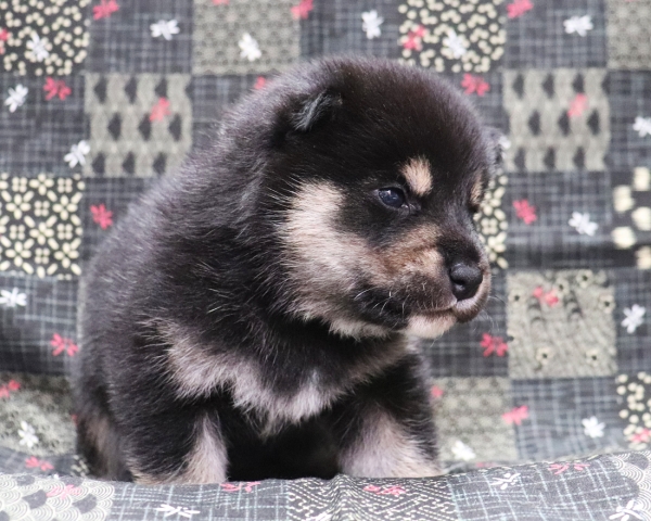 黒柴雄No2　10/4撮影　生後20日