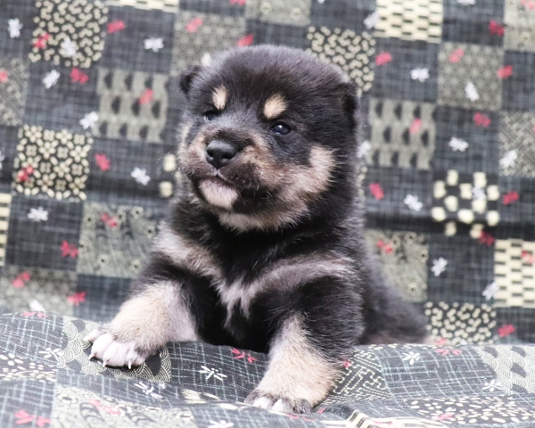 黒柴雄No1　10/4撮影　生後20日