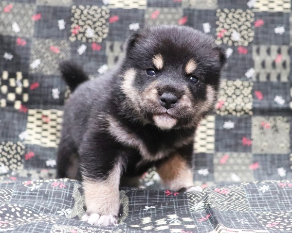 黒柴雄No2　10/4撮影　生後20日